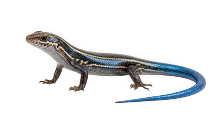 Fototapeta premium Fivelined skink lizard isolated on transparent background
