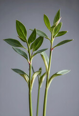 Fototapeta premium Green plant stems with fresh leaves and new growth against a neutral gray background, nature and botany
