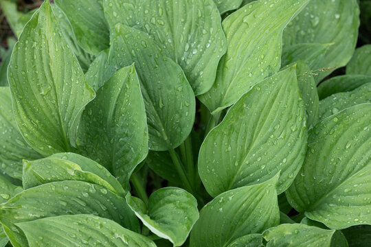 Close-up of rain droplets on lush green hosta leaf