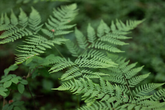 Lush green fern frond in forest undergrowth close-up