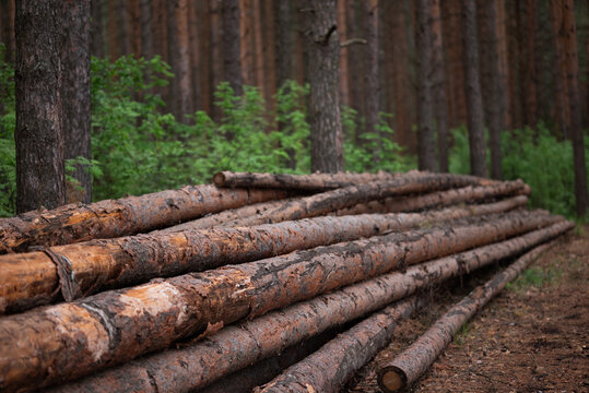 Stacked pine log pile in forest after timber harvest