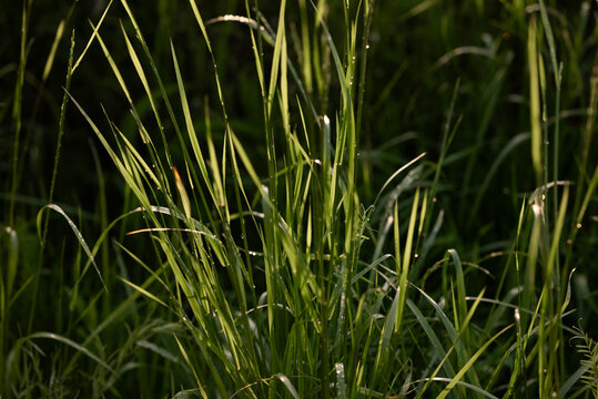 Sunlit green grass blades with dew in a natural meadow