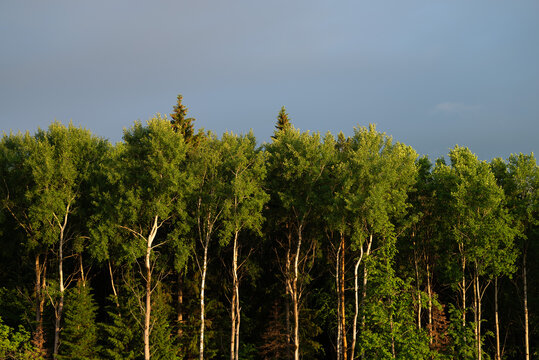 Sunlit treeline with green foliage under stormy sky