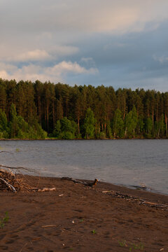 Tranquil river shoreline with pine forest under cloudy sky