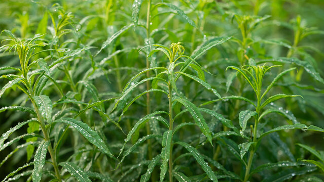 Fresh green herb leaves with dew droplets in soft light