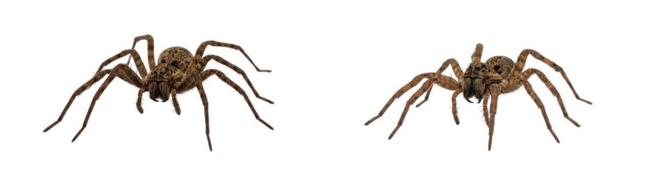Two brown wolf spiders isolated on transparent background