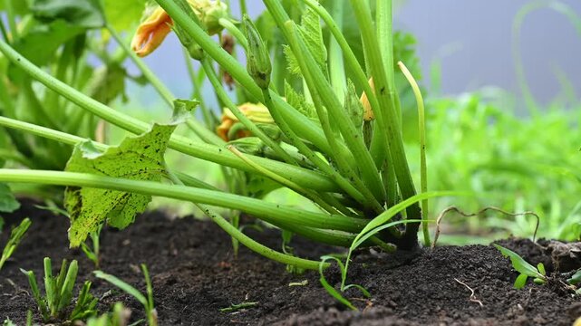A close-up of a zucchini flower bud. Growing vegetables in the garden.