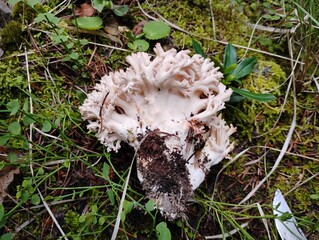 Coral mushroom in the forest © Manyi