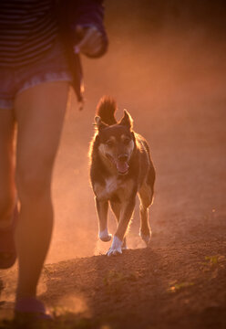 Beautiful mixed-breed dog walking fast with owner at sunset.