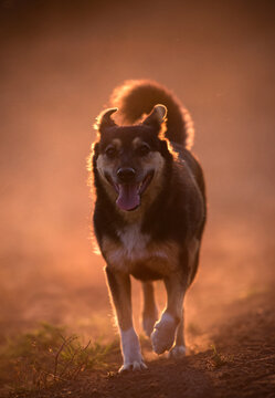 Happy mixed-breed dog running towards the camera at golden hour.