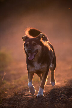 dog with an ear tag running in the dust at sunset.