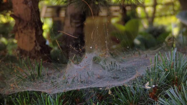 Intricate spider web catching natural light on a pine branch outdoor