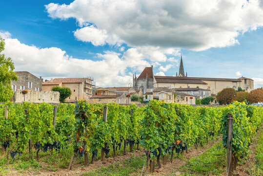 Vineyard in Saint Emilion village and historic church tower surrounded by lush grapevines in French wine region, Bordeaux, France. Rural architecture, vineyard tourism, winemaking