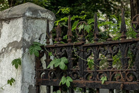 Close up of old rusty wrought iron fence with green climbing vines and concrete pillar