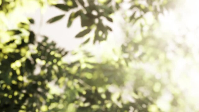 Sunlight shines through green leaves on a tree. The background shows more foliage and creates a bright atmosphere. This scene takes place in a forest during daytime hours.