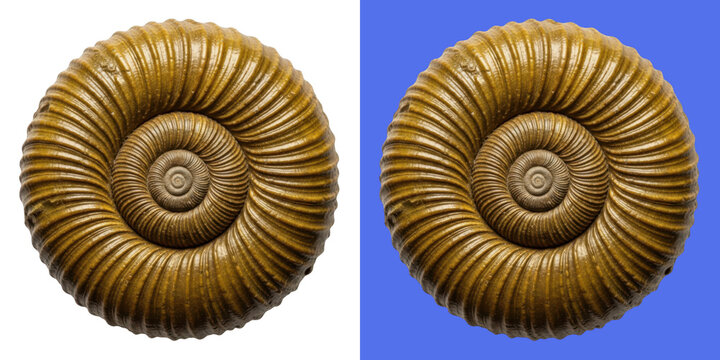 Close-up view of ancient spiral coin with intricate design