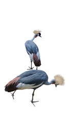 Obraz premium Exotic African grey crowned crane standing isolated on transparent background PNG design element