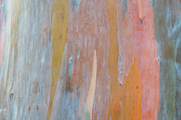 Rainbow Eucalyptus Tree Bark Texture © Michael_S