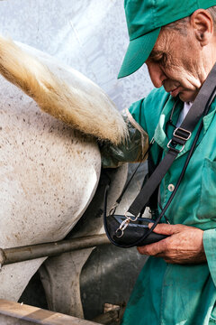 Veterinarian using ultrasound unit to examine horse on farm