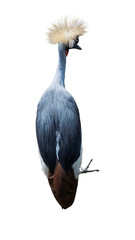 Obraz premium Exotic African grey crowned crane standing isolated on transparent background PNG design element