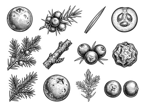 Hand drawn black ink botanical sketch set of juniper berry, coniferous sprig, isolated on white background