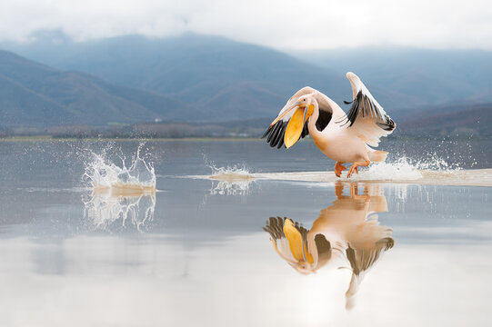 Dalmatian pelican taking off at Lake Kerkini, Greece