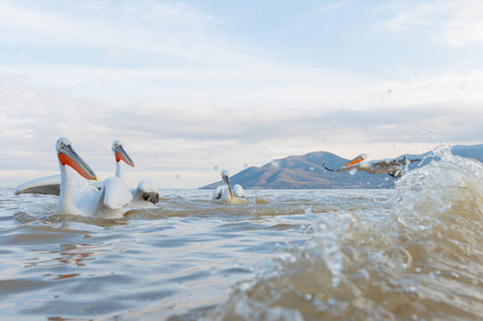 Dalmatian Pelicans in Lake Kerkini's waters