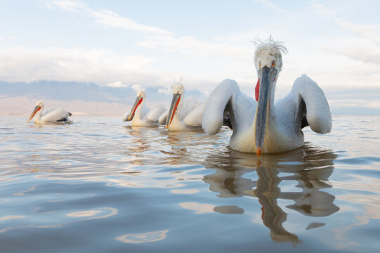 Dalmatian Pelicans in serene Lake Kerkini, Greece