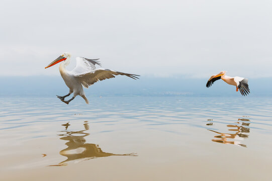 Dalmatian Pelican landing gracefully on Lake Kerkini