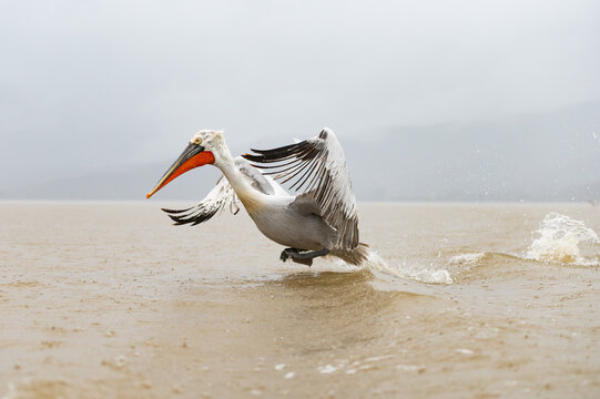 Dalmatian Pelican taking off at Lake Kerkini