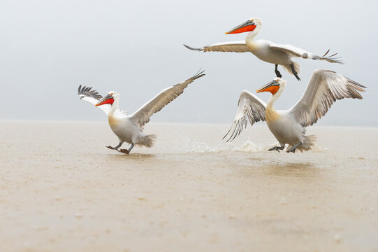 Dalmatian Pelicans taking off from Lake Kerkini in Greece