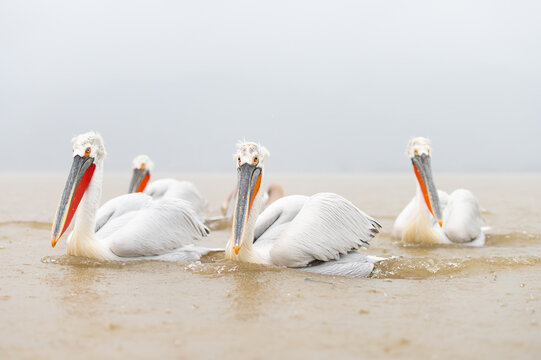 Dalmatian Pelicans in Lake Kerkini, Greece