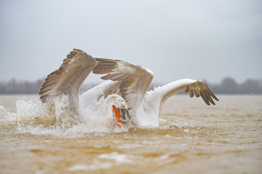 Dalmatian Pelican on Lake Kerkini in Greece