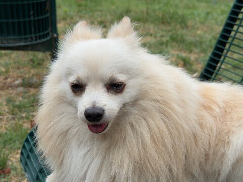 white pomeranian puppy