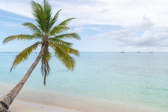 Tropical palm over turquoise sea on Saona Island beach