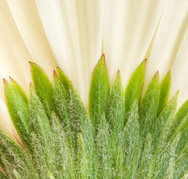 Gerbera Daisy