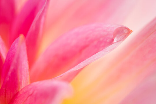 Dahlia and Waterdrop