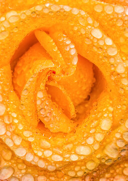 Rose and Raindrops