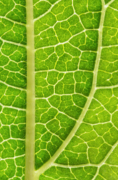 Backlit coneflower leaf, closeup