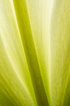 Backlit lily petal, closeup