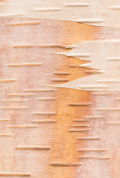 Peeling Birch bark patterns