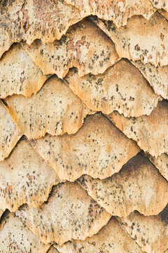Norway Spruce cone patterns