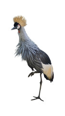 Obraz premium Exotic African grey crowned crane standing isolated on transparent background PNG design element