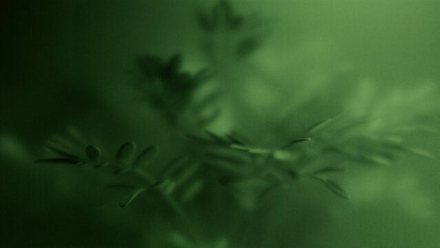 Soft focus green leaf texture for calm nature background