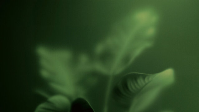 Soft focus green leaves with dreamy bokeh background