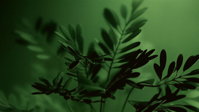 Soft focus green leaves on dark natural background
