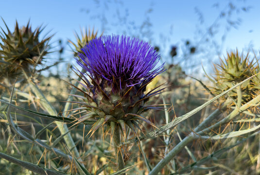 Jasione montana is a low-growing plant in the family Campanulaceae. Commonly sheep's-bit, blue bonnets, blue buttons, blue daisy, iron flower Stock Photo