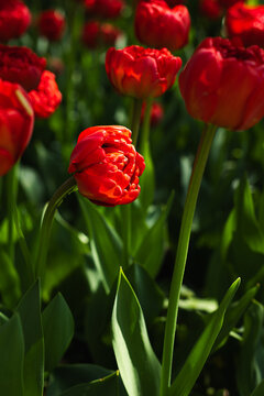 Vibrant red tulips blooming in spring sunlight