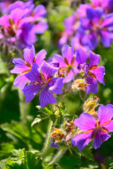 bodziszek wspaniały, fioletowe kwiaty bodziszka, kwitnący bodziszek, Geranium × magnificum, purple cranesbill, geranium blossom, geranium magnificum violet flowers, cranesbill geranium flowers © kateej
