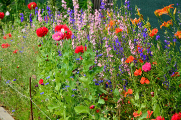 kolorowe ostróżeczki polne i czerwone maki, łąka kwietna z ostróżkami i makami, ostróżeczka polna, ostróżka polna (Consolida regalis, Delphinium consolida), mak polny (Papaver) delphiniums and poppies © kateej